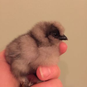 MainStChicks