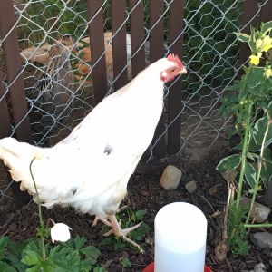 New Chicken
