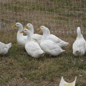 My Flock