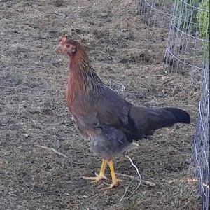 Trying to determine the sex of my welsummer chicken