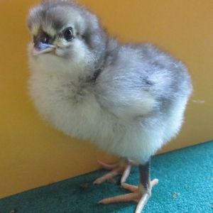 Blue Australorp Chicks 8.2016