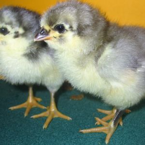 Blue & Black Australorp Chicks 8.2016