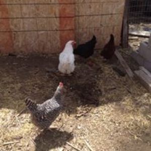 my chicken