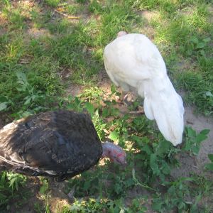 My Flock
