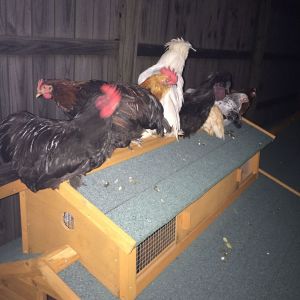 Hannon's Happy Hens