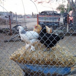 Har and Mau's first chicken coop