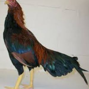 aseel breed
