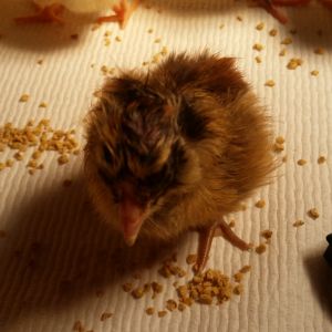 My 1st hatch
