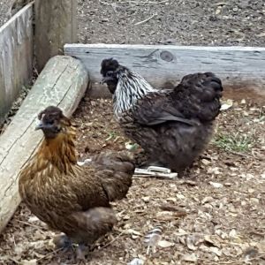 My roosters
