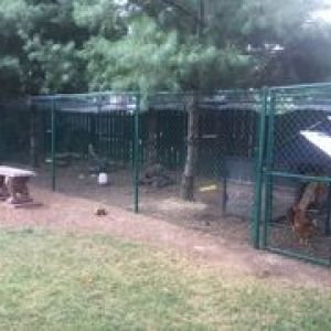 Roost pics