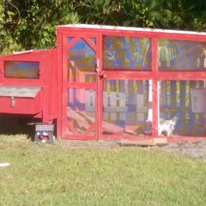 Our Chickens