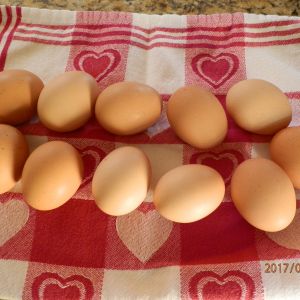 Our Chicken eggs