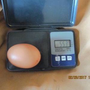 bielfelder egg size