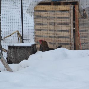 pallet coop