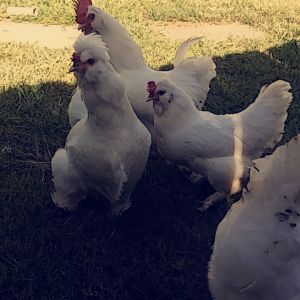 Big Girls