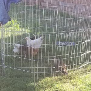 My chicks