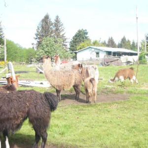 Quileute Llamas