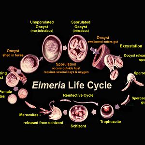 Diseases and Parasites