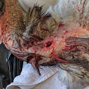 Injured turkey