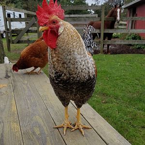 Chickens grazing