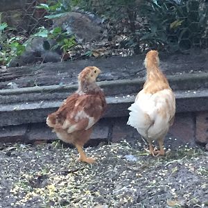 My new girls