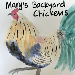 Mary's Backyard Chickens