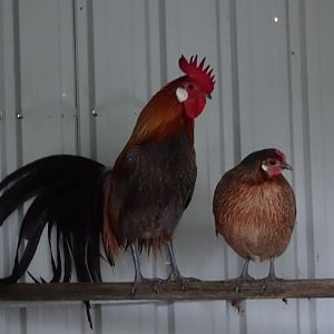 Phoenix Chickens