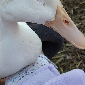 My Quackers
