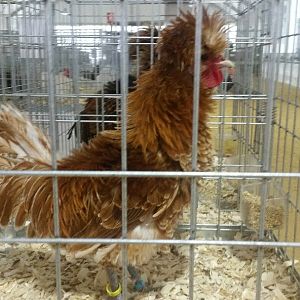 2017 Feria de la Gallina XIV