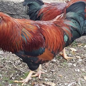 My Crossbreeds