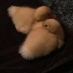 Daffy and Daisy Ducky