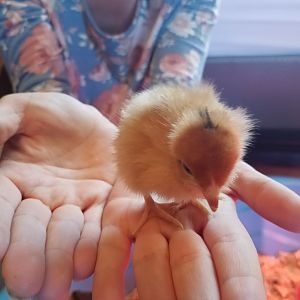 Ideal Poultry Chicks 05.04.18