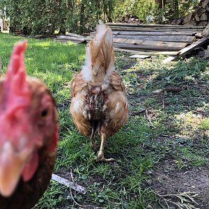 Chicken butt
