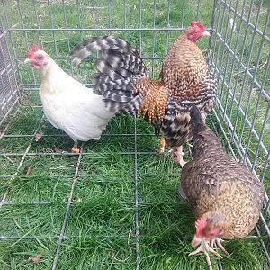 our poultry