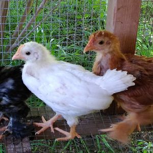 3 new chicks