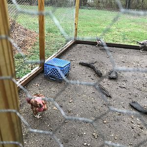 This is the Condition of my Chickens