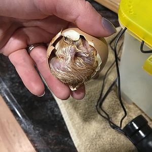 Hatching I