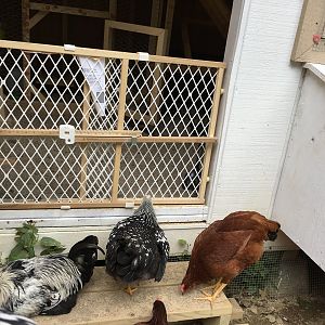 Small Chicks in a Big New Coop