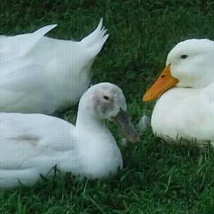 Ducks meet world