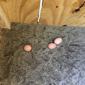 First Eggs!