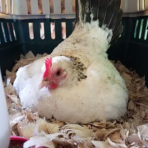 9/6/18 Hatched Chick