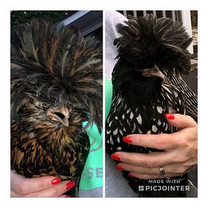 The Polish Chix