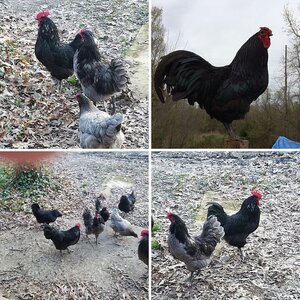 Mixed Breed Chicken Line/Family History