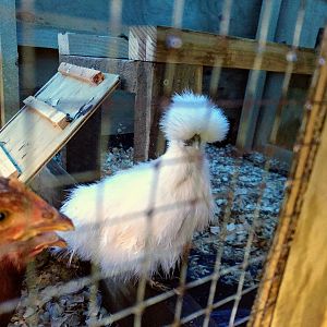 Silkie Roulette