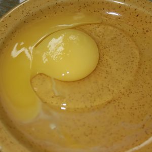 duck eggs going rotten