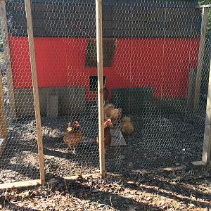 Coop & Run not finished yet!