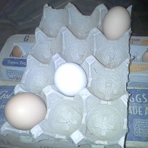 shipped eggs