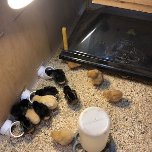 Kimzey’s Babies