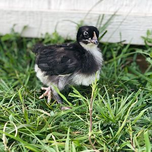 Spring Chicks 2019