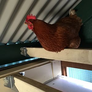 Chicken Coop Creation